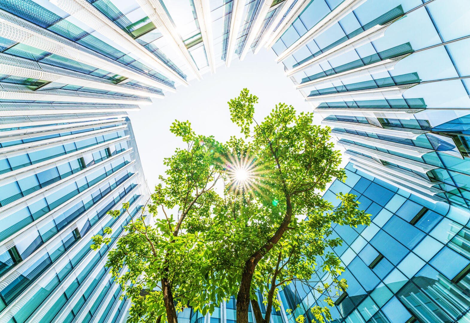 Ein grüner Baum steht inmitten von modernen Glasgebäuden. Das Sonnenlicht scheint durch seine Äste und wird von den umliegenden Fenstern reflektiert. Die Gebäude umrahmen den Himmel in einem kreisförmigen Muster.