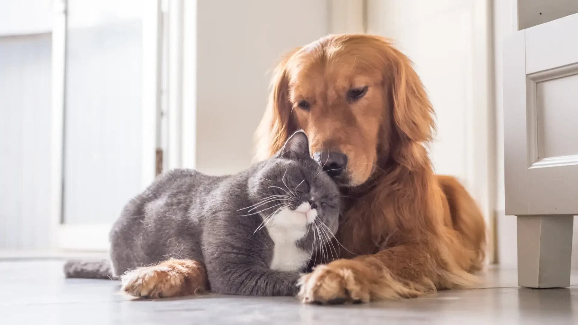 Ein Golden Retriever und eine grau-weiße Katze liegen eng beieinander auf dem Fußboden in einem Haus, wobei der Hund seinen Kopf sanft auf der Katze ruht, während sie beide entspannt und zufrieden wirken.
