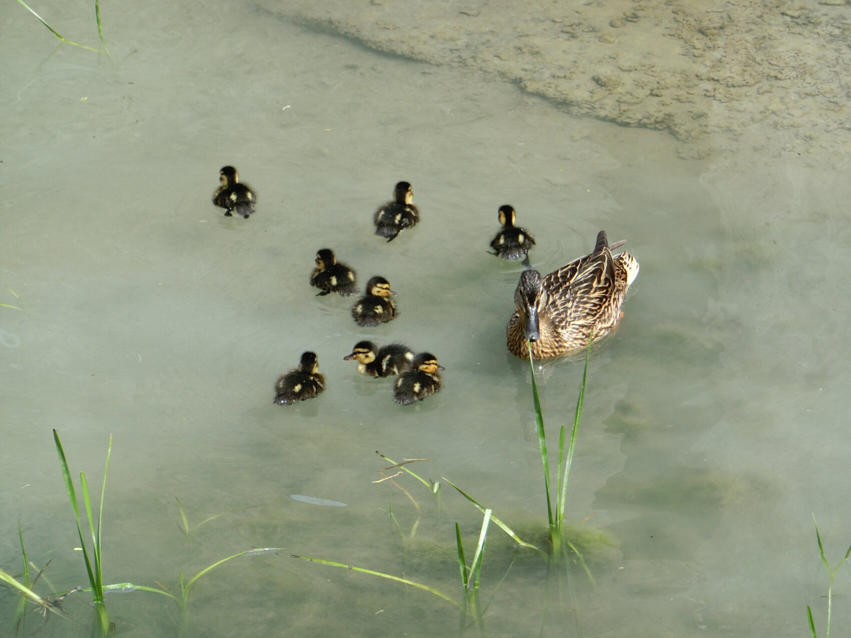 Eine Entenmutter schwimmt im trüben Wasser mit sieben Entenküken in der Nähe. Grüne Grashalme wachsen am Rande des Wassers. Die Entenküken bleiben dicht beieinander und folgen der Mutter.